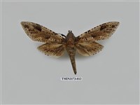 藏品(梟斑蠹蛾)的圖片